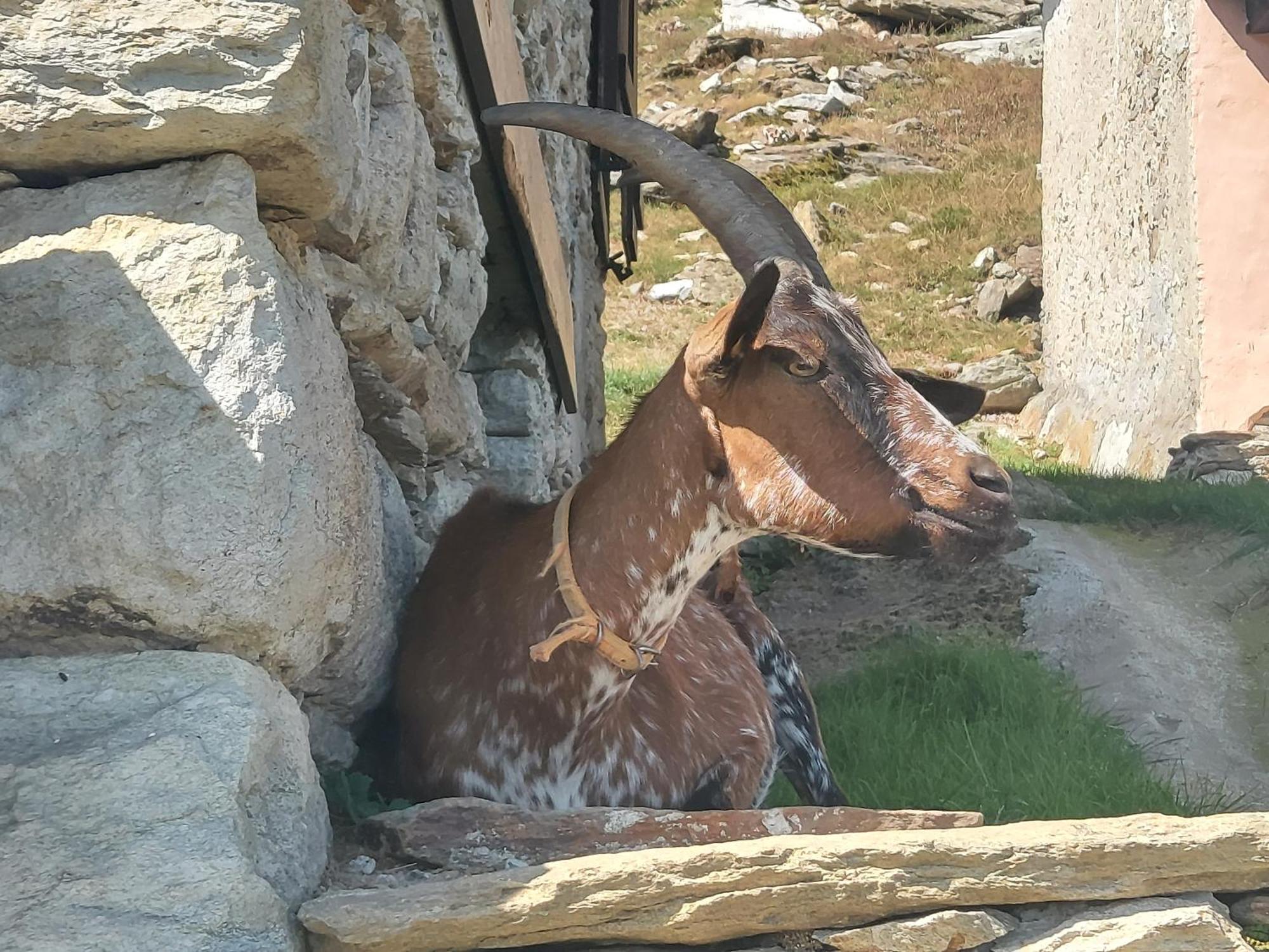 Gran Paradiso Alpette Buitenkant foto