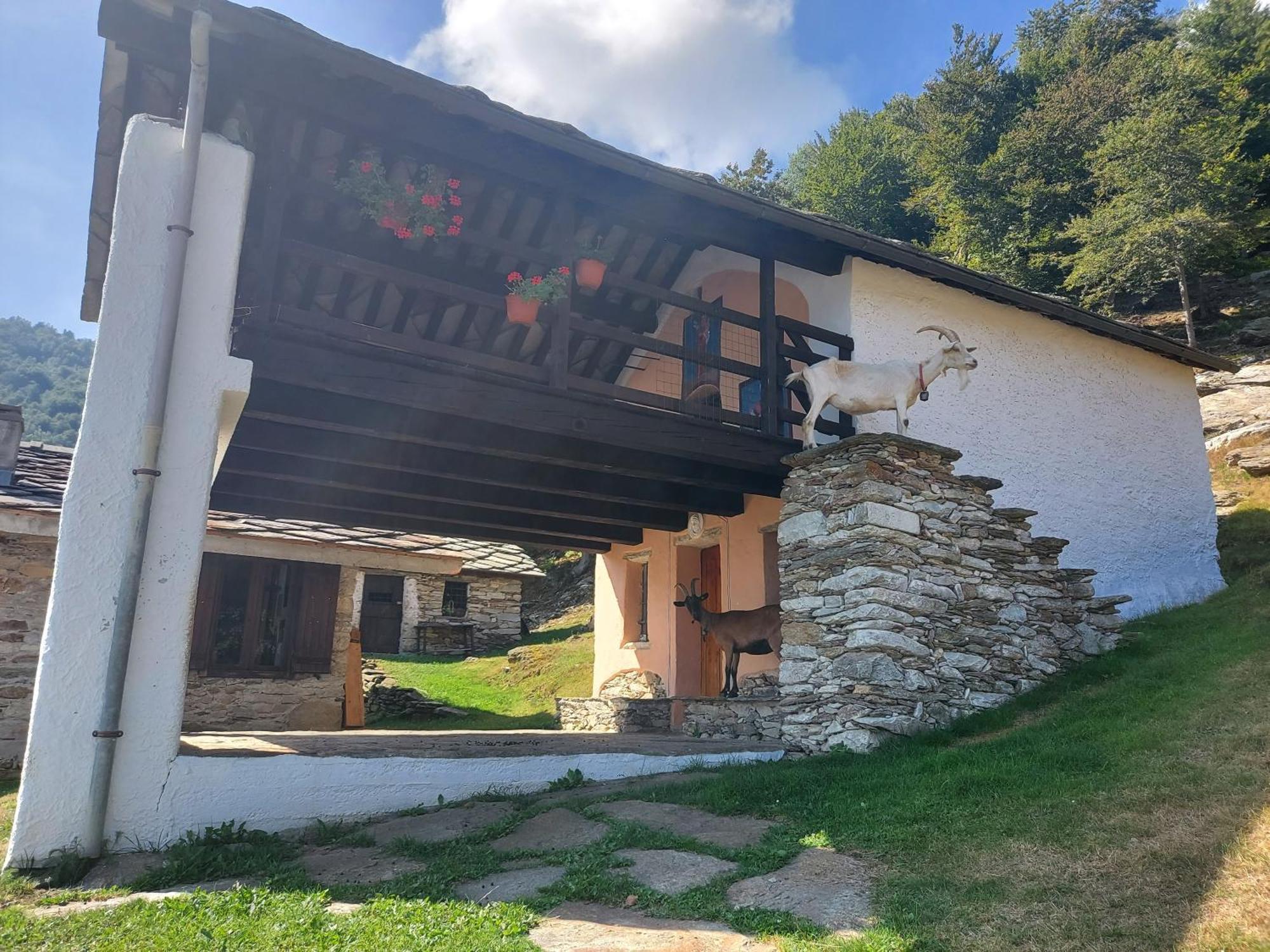 Gran Paradiso Alpette Buitenkant foto